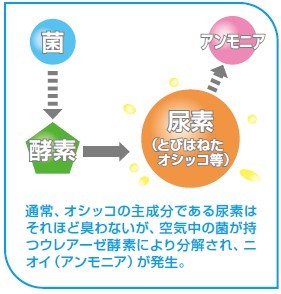 ニオイ発生のメカニズム